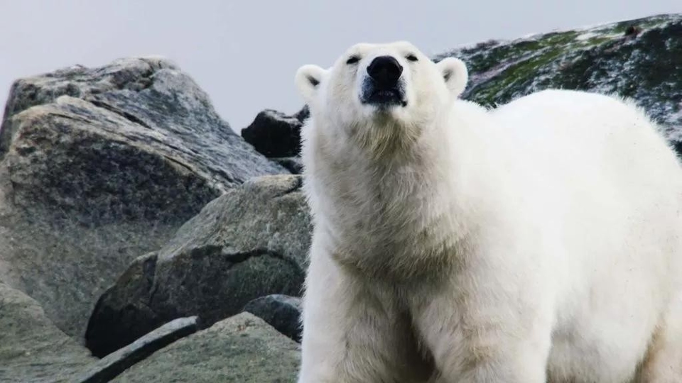 Dokumentarci Divlji Arktik