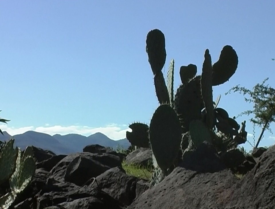 Dokument Kníže kaktusů
