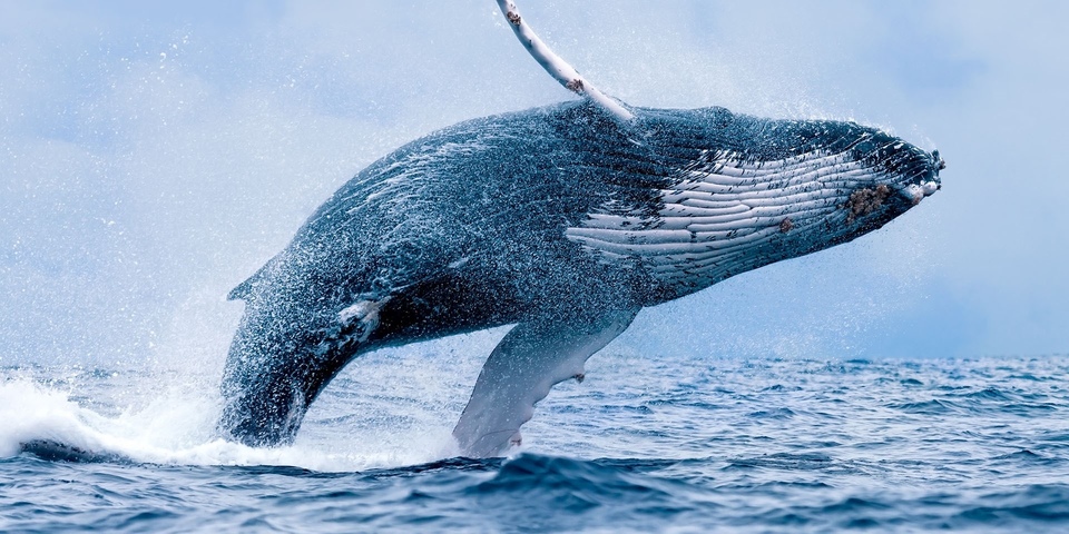 Dokument Zaříkávačka velryb