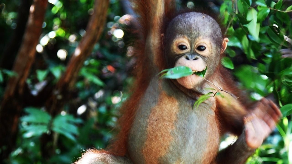 Dokumentarci Spašavanje orangutana