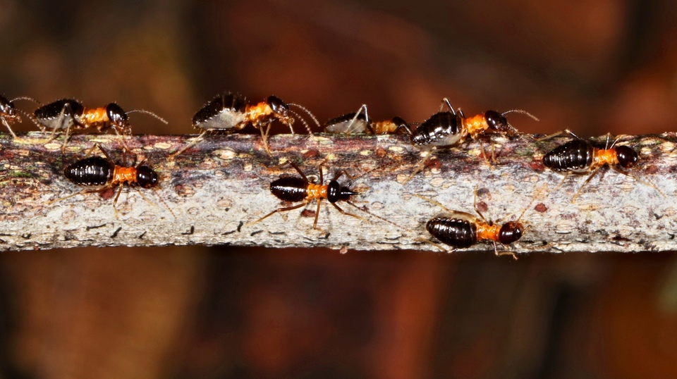 Dokument Svět podle termitů
