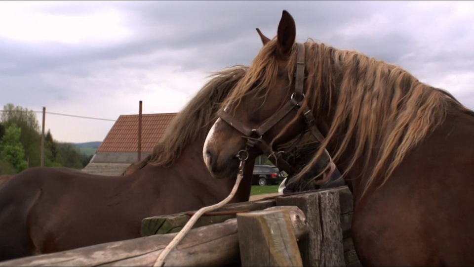 Documentary Svobodovi koně