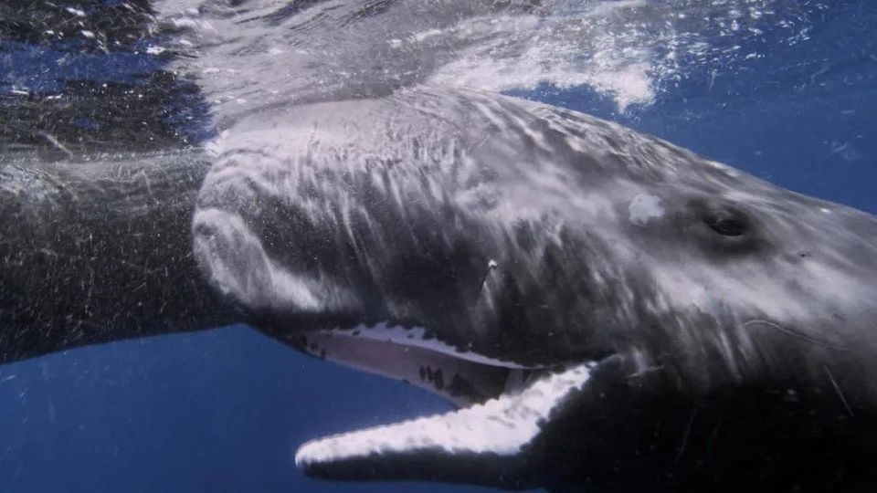 Dokumentarci Priča o lignji i kitu