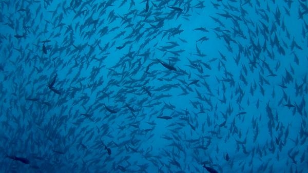 V obklíčení: Žraloci z ostrova Ascension