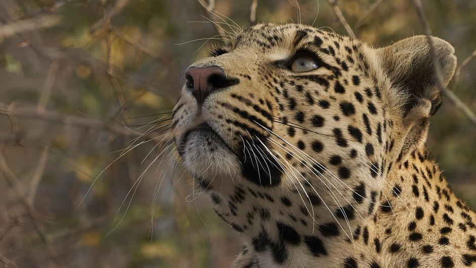 Dokumentarci Nasljeđe leoparda