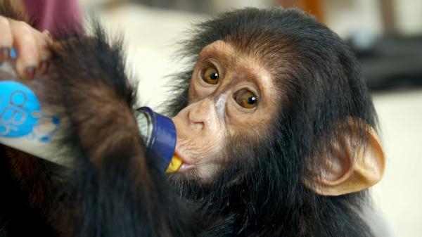Spašene čimpanze iz Konga s Jane Goodall