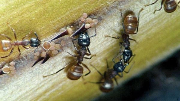 Mravenci: Tajná síla přírody