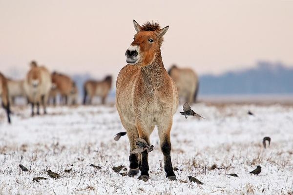 Divlji konji - Priča iz mađarske ravnice