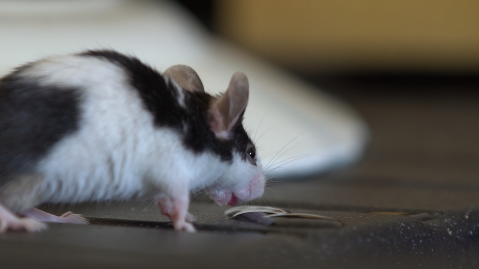Documentary Hra kočky s myší