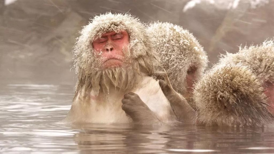 Dokumentarci Divlji Japan: Japanski makaki