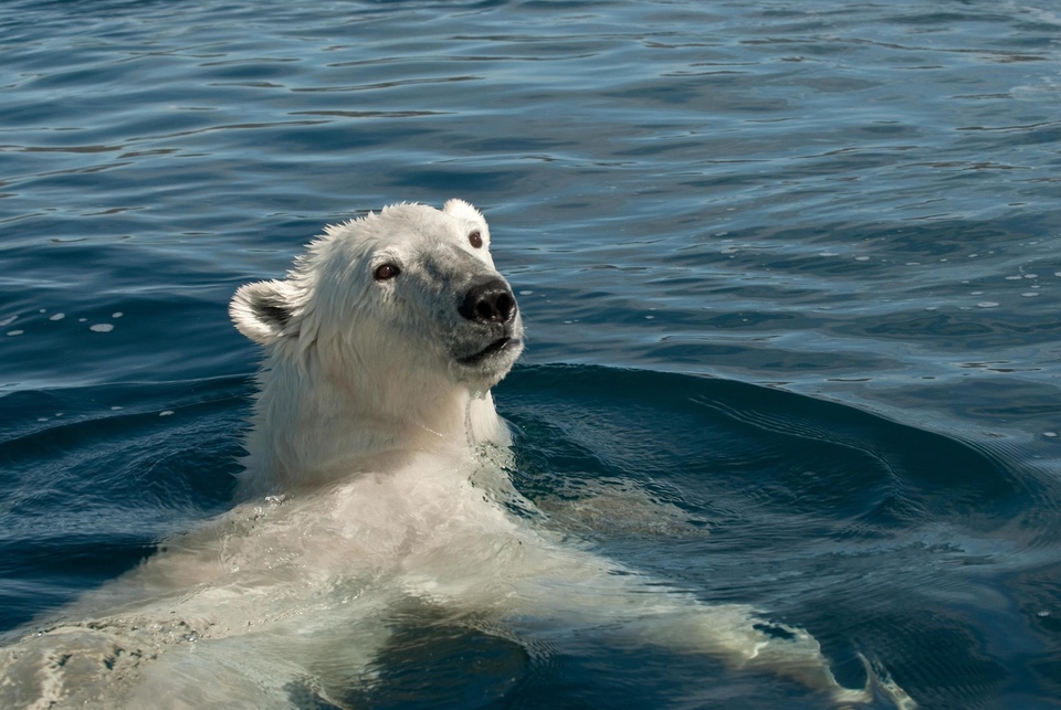 Dokumentarci Ledeni medvjed