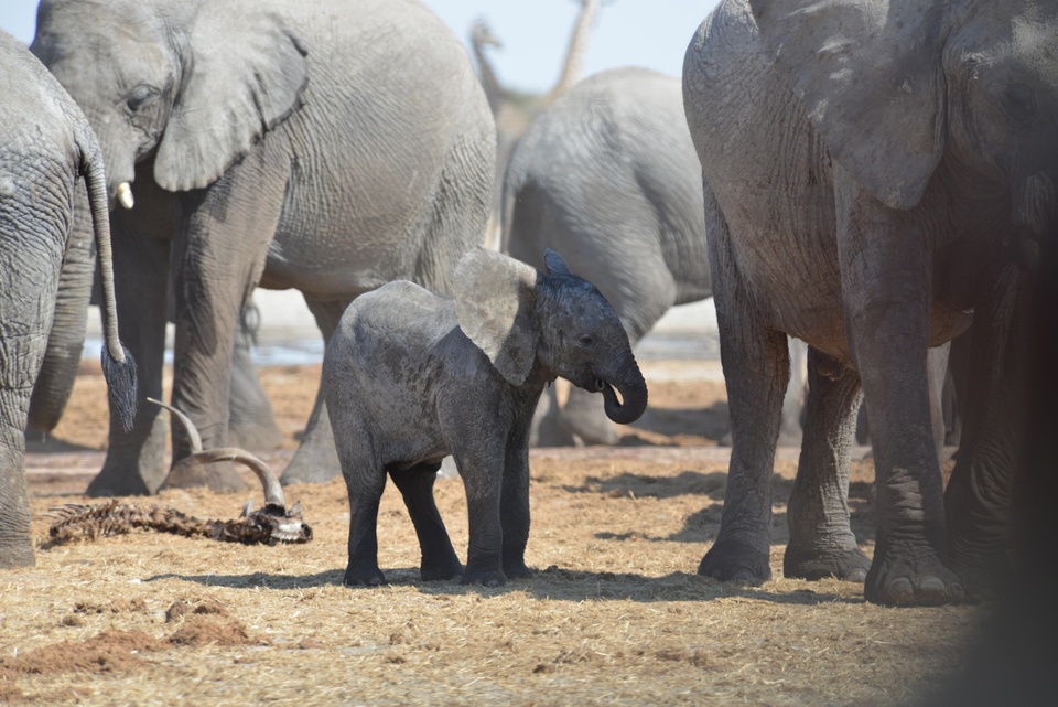 Dokument Boj o sloní trůn