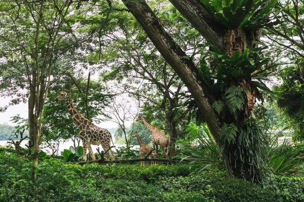 Spašavanje žirafa: Dug put doma