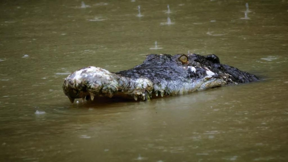 Dokumentarci Najsmrtonosniji krokodili na svijetu