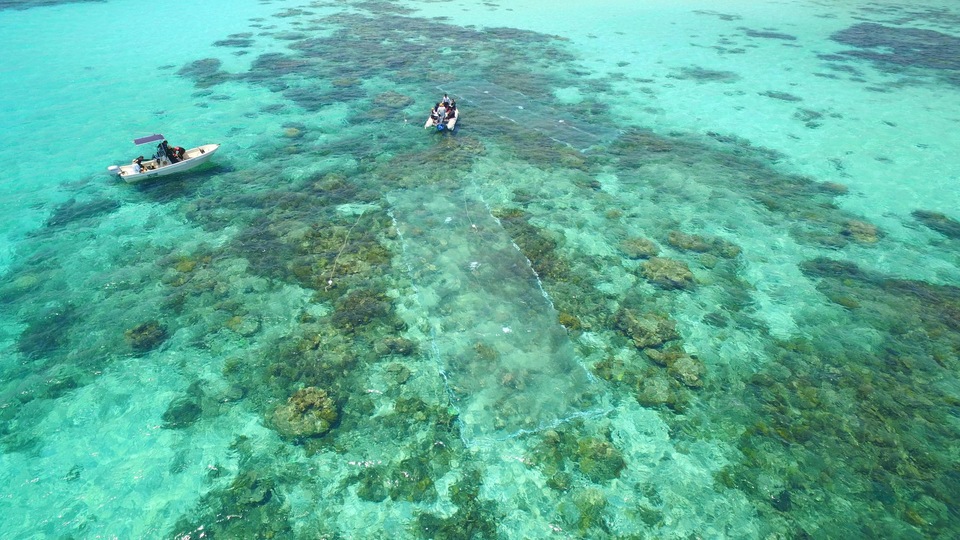 Dokumentarci Planet koraljni greben