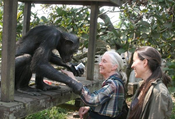 Útulek pro záchranu šimpanzů Jane Goodallové