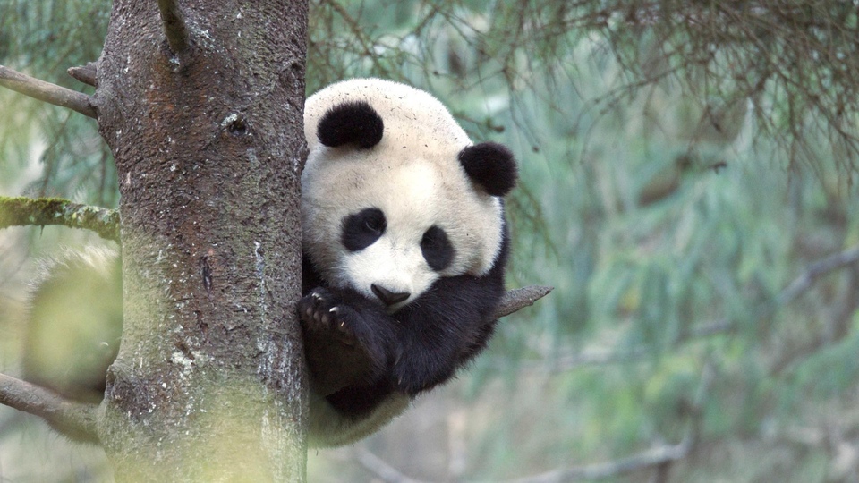 Dokumentarci Panda odlazi u divljinu