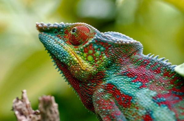 Chameleoni: Králové barev