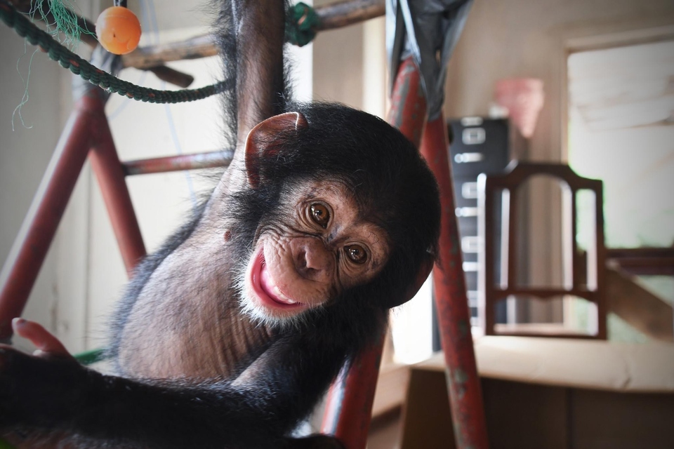Dokumentarci Spašavanje čimpanzica: Novi početak