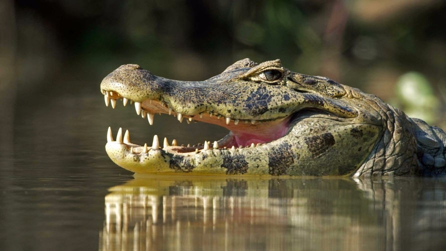 Dokumentarci Jaguari protiv krokodila