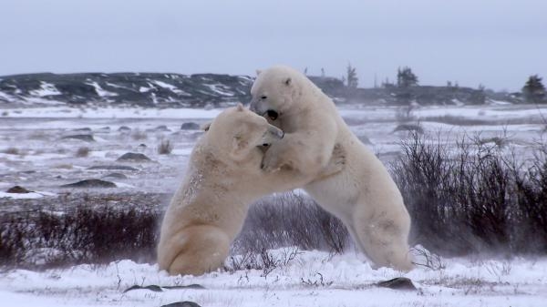 Království ledních medvědů