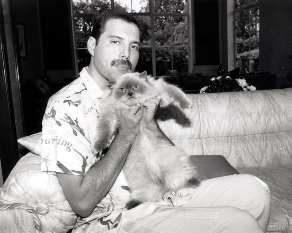 Documentary Freddie Mercury: "Great Pretender