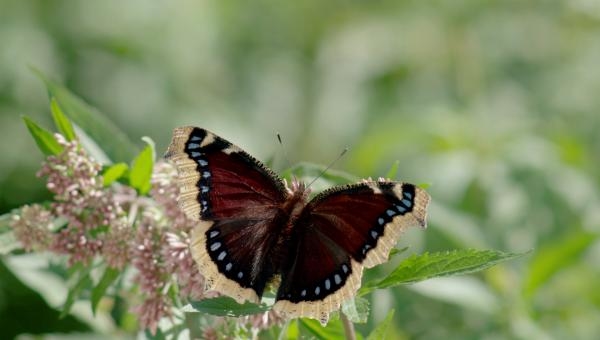 Motýle Slovenska - Hory a lesy