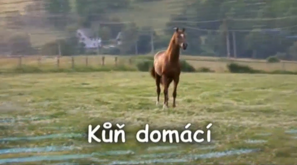 Documentary Kůň domácí